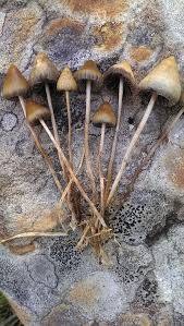Attēlu rezultāti vaicājumam “Psilocybe sp.”