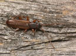 Attēlu rezultāti vaicājumam “Dendrophagus crenatus”