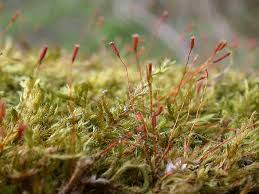 Attēlu rezultāti vaicājumam “Sciuro-hypnum curtum”