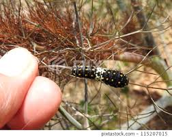 Attēlu rezultāti vaicājumam “Papilio machaon larva”
