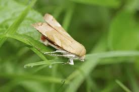 Attēlu rezultāti vaicājumam “Noctua fimbriata imago”