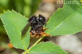 Attēlu rezultāti vaicājumam “Osmia bicolor”