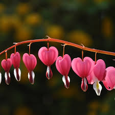 Image result for tränendes Herz