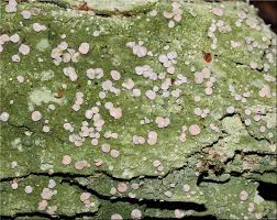 Attēlu rezultāti vaicājumam “Icmadophila ericetorum”