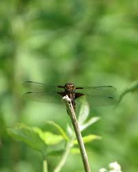 Attēlu rezultāti vaicājumam “Libellula depressa male”
