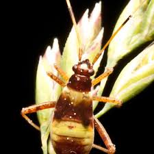 Attēlu rezultāti vaicājumam “Closterotomus biclavatus”