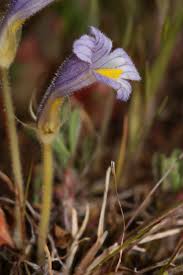 Attēlu rezultāti vaicājumam “Orobanche coerulescens flower”