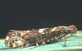 Attēlu rezultāti vaicājumam “Acrolepiopsis assectella”