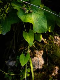 Attēlu rezultāti vaicājumam “Fallopia convolvulus leaf”