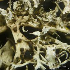 Attēlu rezultāti vaicājumam “Plectocarpon lichenum”