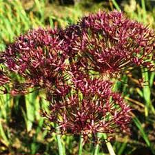 Attēlu rezultāti vaicājumam “Allium scorodoprasum leaf”