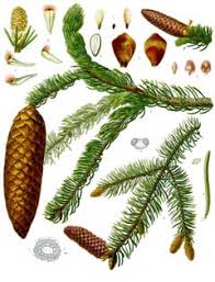 Attēlu rezultāti vaicājumam “Picea abies leaf”