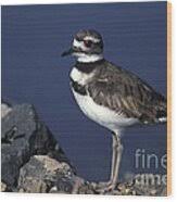 Image result for Charadrius vociferus