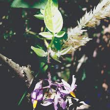 Attēlu rezultāti vaicājumam “Solanum dulcamara flower”