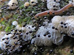 Attēlu rezultāti vaicājumam “Craspedosoma rawlinsi”