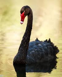 Attēlu rezultāti vaicājumam “Cygnus atratus”