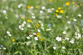 Attēlu rezultāti vaicājumam “Ranunculus mendax flower”