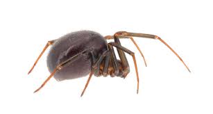 Attēlu rezultāti vaicājumam “Steatoda grossa”