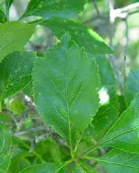 Attēlu rezultāti vaicājumam “Crataegus persimilis leaf”