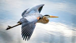 Image result for heron