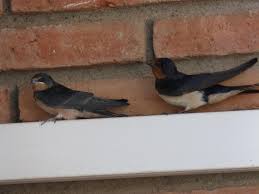 Attēlu rezultāti vaicājumam “Hirundo rustica juvenile”