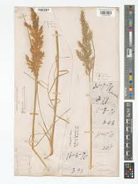 Attēlu rezultāti vaicājumam “Calamagrostis purpurea”