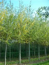 Attēlu rezultāti vaicājumam “Populus simonii leaf”