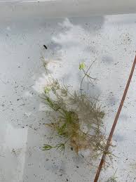 Attēlu rezultāti vaicājumam “Chara aspera male”