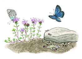 Attēlu rezultāti vaicājumam “Maculinea alcon eggs”