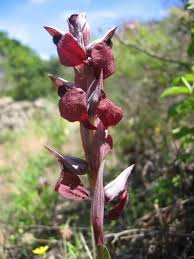 Attēlu rezultāti vaicājumam “Senecio viscosus fruit”