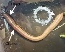 Attēlu rezultāti vaicājumam “Lumbricus terrestris”