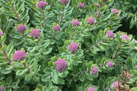 Attēlu rezultāti vaicājumam “Hylotelephium telephium bud”