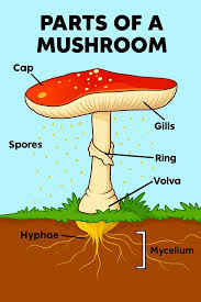 Attēlu rezultāti vaicājumam “fungi”