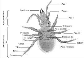 Attēlu rezultāti vaicājumam “Mesostigmata”