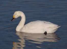 Image result for Sussex Swans