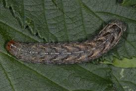 Attēlu rezultāti vaicājumam “Xestia baja”