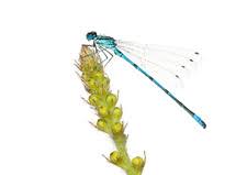 Attēlu rezultāti vaicājumam “Coenagrion puella male”