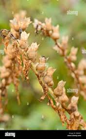 Attēlu rezultāti vaicājumam “Hyoscyamus niger fruit”