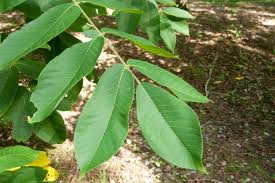 Attēlu rezultāti vaicājumam “Juglans mandshurica leaf”