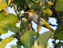 Attēlu rezultāti vaicājumam “Oriolus oriolus female”