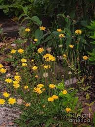 Attēlu rezultāti vaicājumam “Leontodon hispidus”