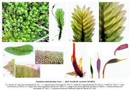 Attēlu rezultāti vaicājumam “Fissidens adianthoides”