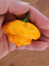 Afbeeldingsresultaat voor yellow mushroom hot pepper