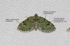 Attēlu rezultāti vaicājumam “Chloroclystis v-ata”