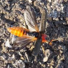 Attēlu rezultāti vaicājumam “Cantharis fusca larva”
