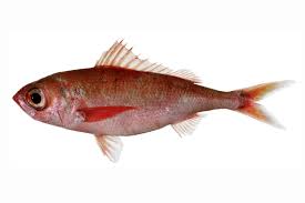 Attēlu rezultāti vaicājumam “Physarum rubiginosum macro”