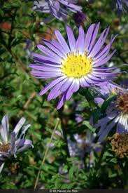 Image result for Aster novi-belgii