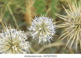 Attēlu rezultāti vaicājumam “Echinops sphaerocephalus leaf”