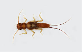 Attēlu rezultāti vaicājumam “Plecoptera”