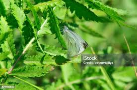 Attēlu rezultāti vaicājumam “Pieris brassicae male”